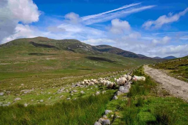 20240611 Sheep On Road 17