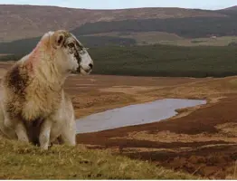 Sheep