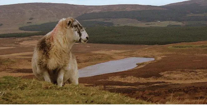 Sheep