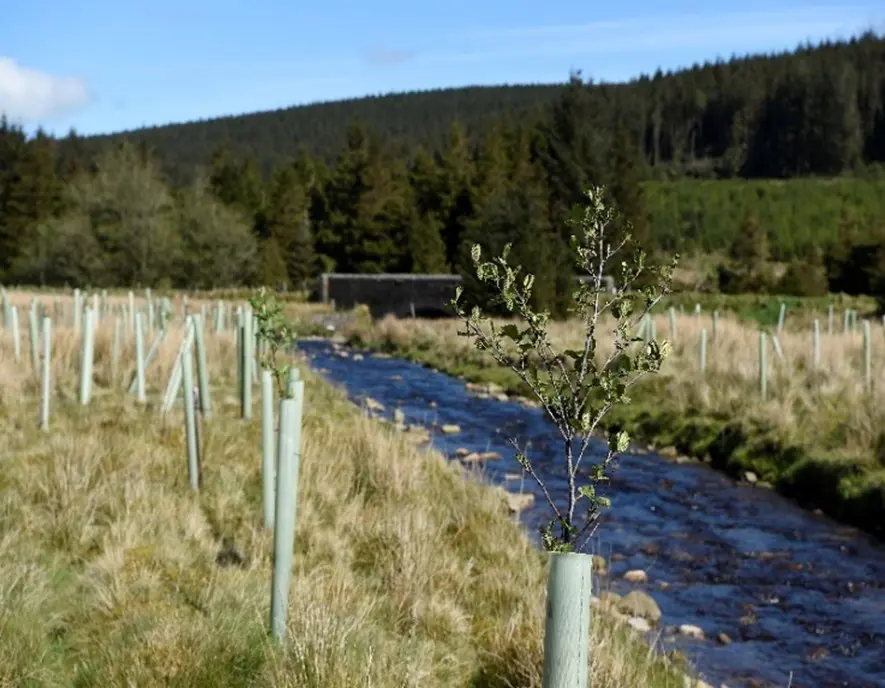 Riparian Planting