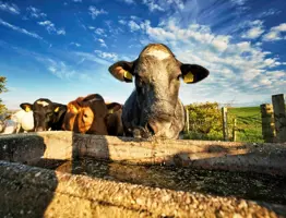 Cows Trough
