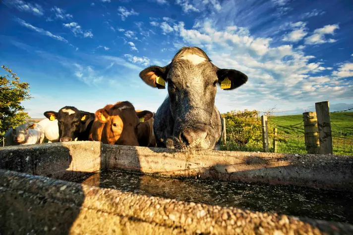 Cows Trough