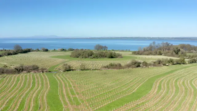 NI Water Dunore Saplings