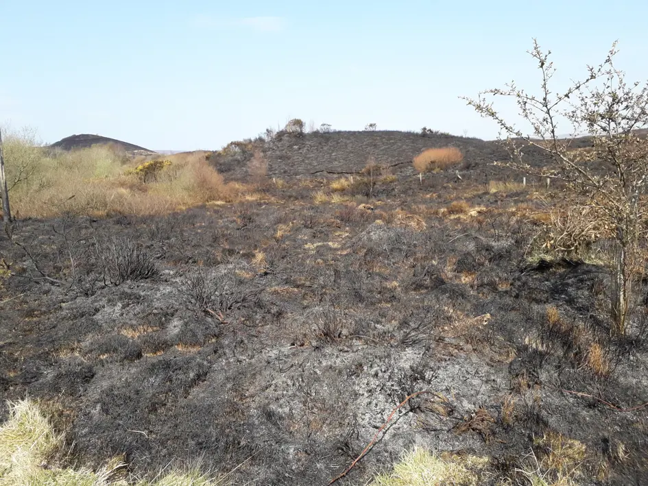 Heathlanddamagedbywildfire