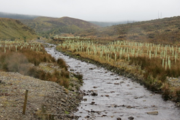 Glenedra River Riparian Tree Planting Project
