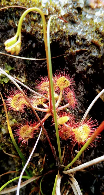 Sundew Moss