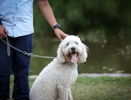 Responsibledogowners ( )