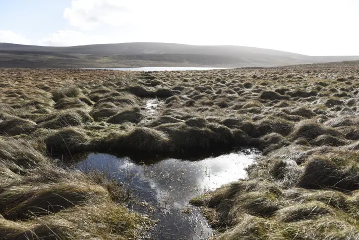 Pic Dungonnell Wetland 2
