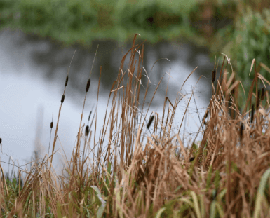 Sustainable wastewater treatment using a wetland at Castle Archdale