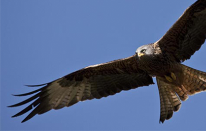 Large bird