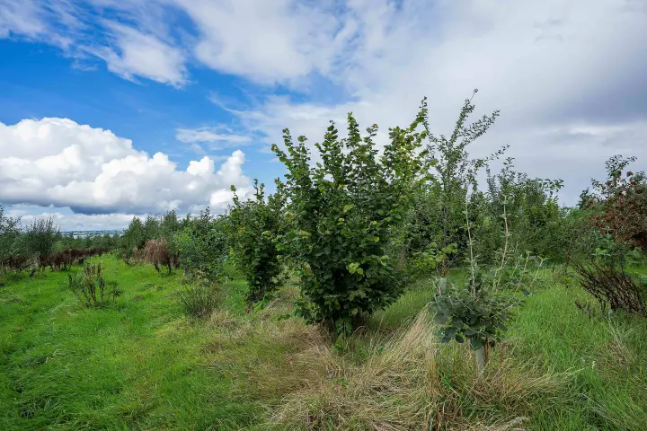 Picture 1 Dunore Trees