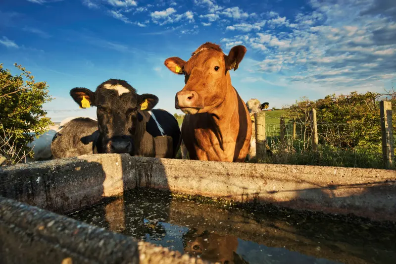 Cows At Drinking Trough