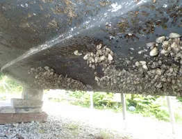 Picture 1 Quagga Mussels On Hull Of A Boat. Picture By Kind Permission Of Jan Robert Baars