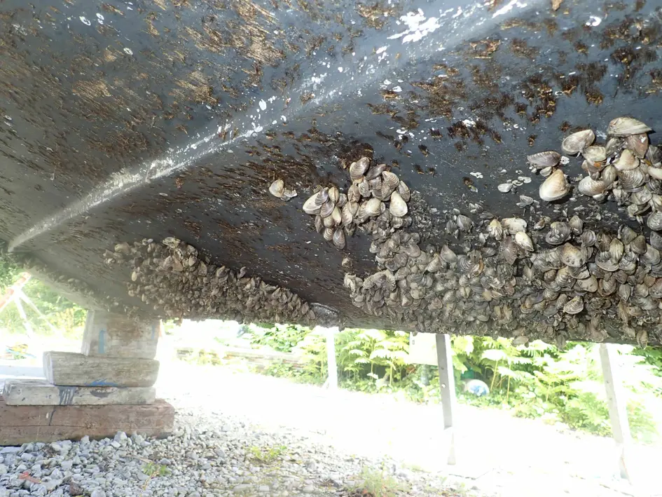 Picture 1 Quagga Mussels On Hull Of A Boat. Picture By Kind Permission Of Jan Robert Baars
