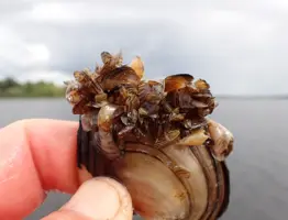 Picture 2 Quagga Mussel. Picture By Kind Permission Of Jan Robert Baars
