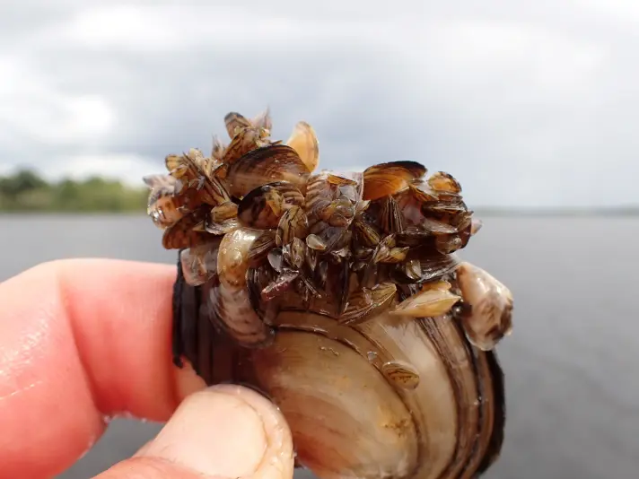 Picture 2 Quagga Mussel. Picture By Kind Permission Of Jan Robert Baars