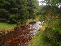 Improving Forestry Activities