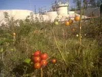 Tomatos In Enniskillen Wwtw