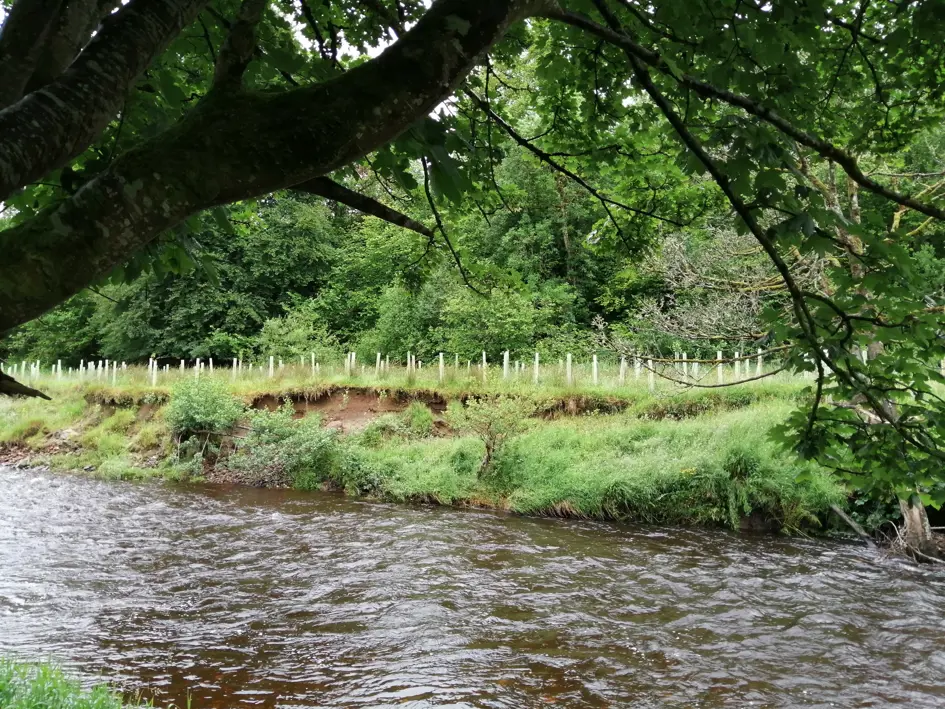 Riparianplanting Brackfield Wood