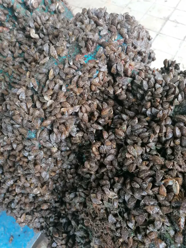 Invasive Species
