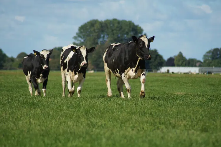 Cows Springimage