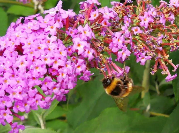 Bee 2 Sharon Barr