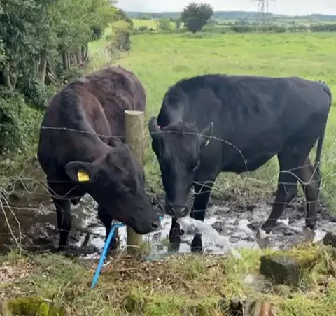 Cow Leaks