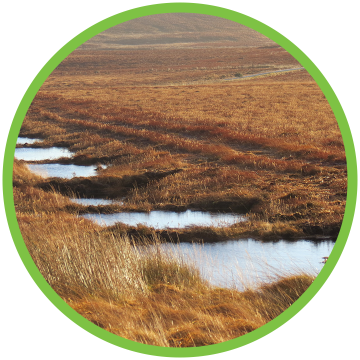 Peatland Restoration