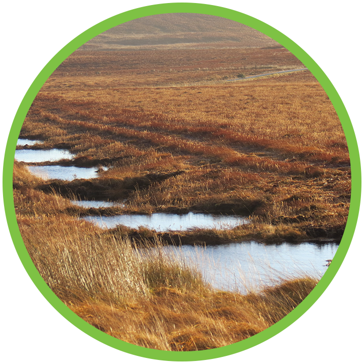 Peatland Restoration