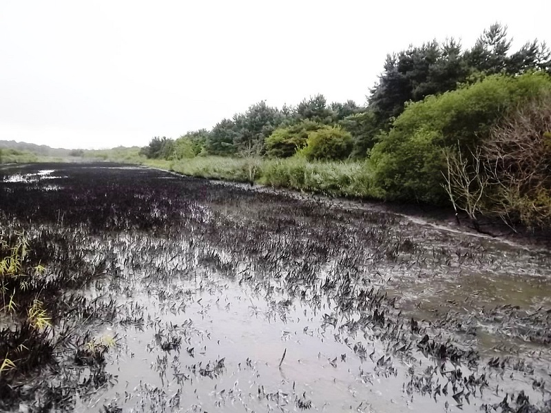 Kinnegar Lagoon