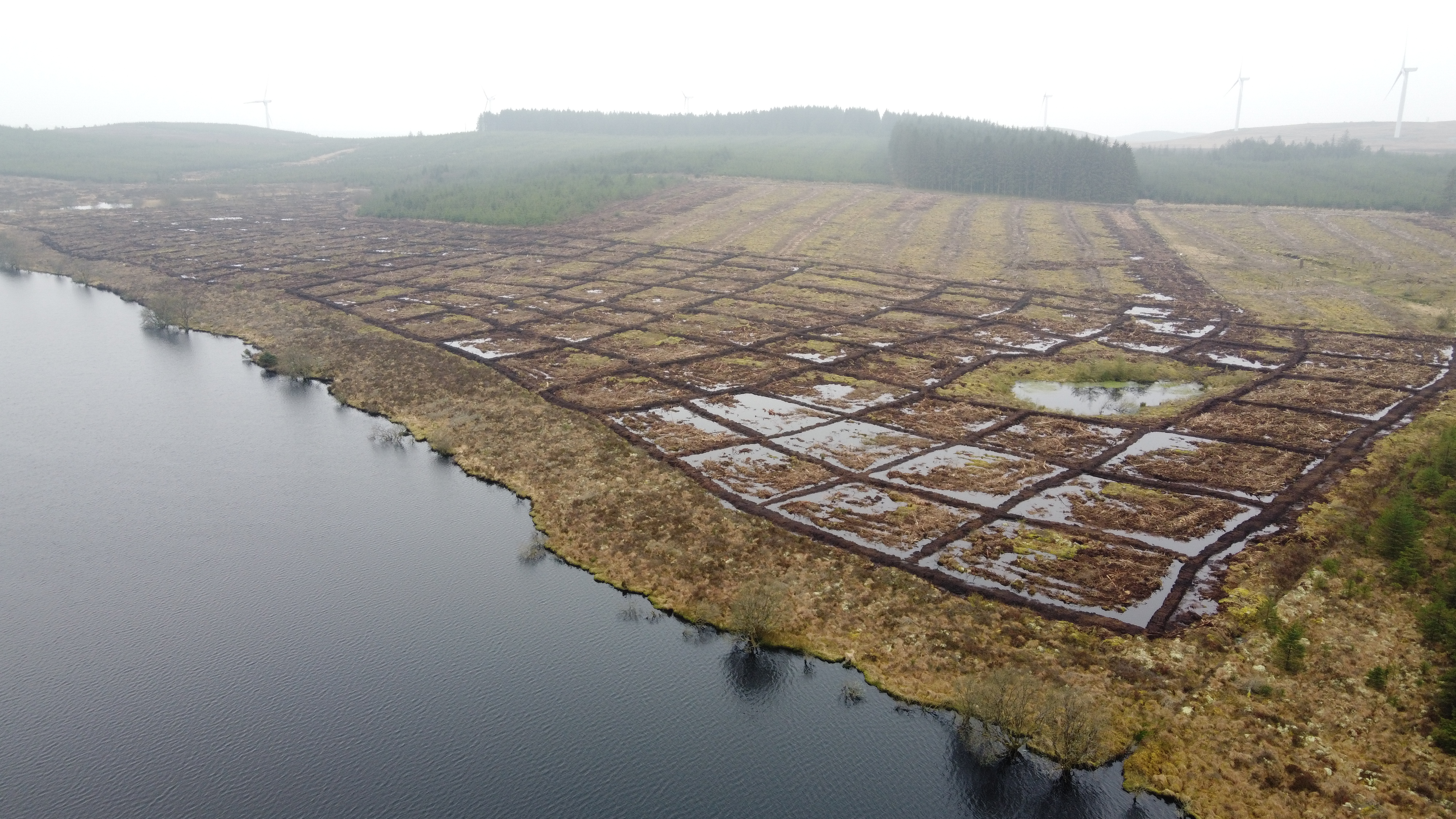 peat bog